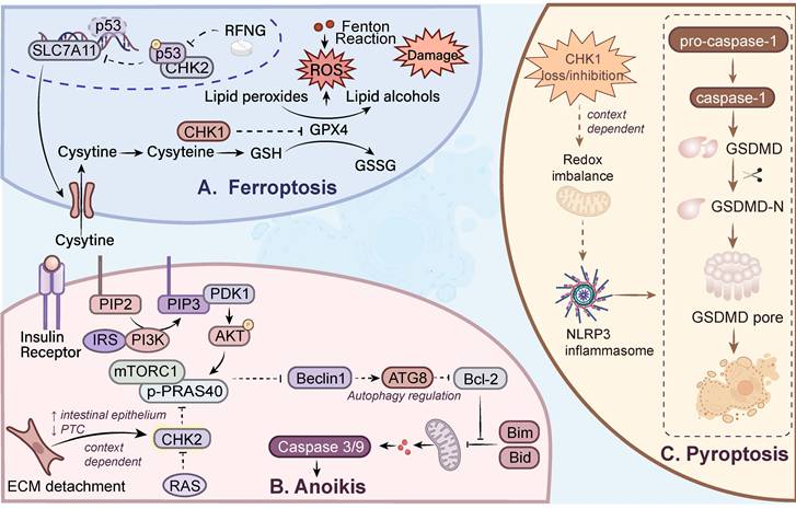 Int J Biol Sci Image