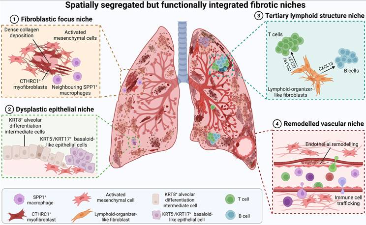 Int J Biol Sci Image