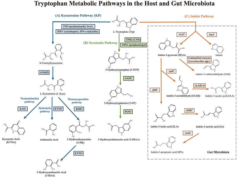 Int J Biol Sci Image