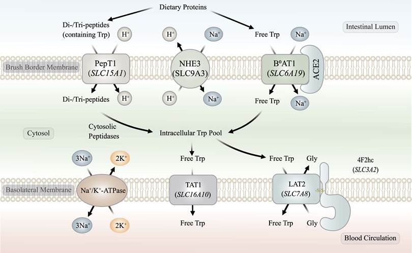 Int J Biol Sci Image