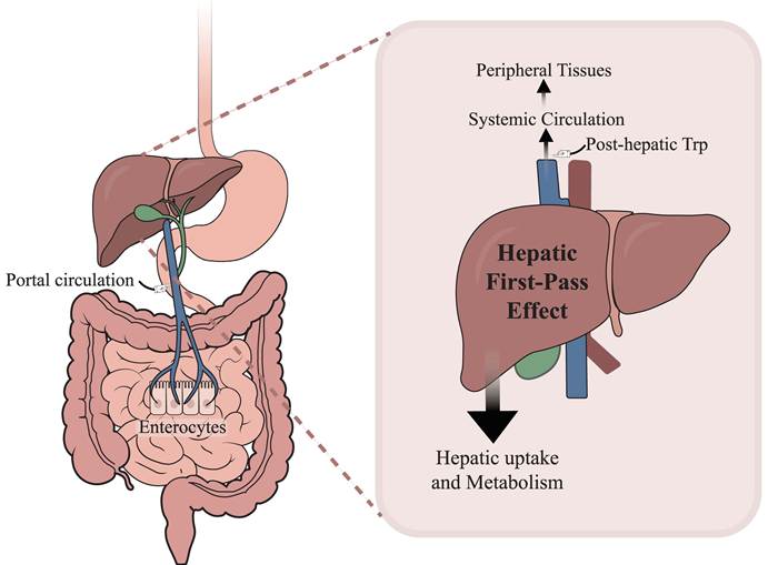 Int J Biol Sci Image